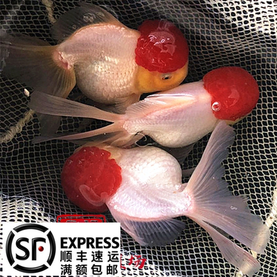 丹顶红鹤顶红金鱼精品红帽子白身