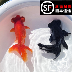 全黑鱼活体长尾龙睛蝶尾金鱼黑牡丹冷水鱼易活耐养观赏鱼黑度高