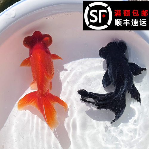 突眼风水鱼龙睛墨黑纯红五花