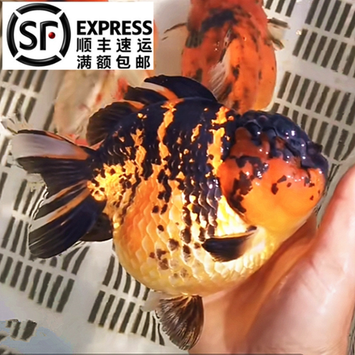 短尾元宝狮狮狮子头淡水鱼