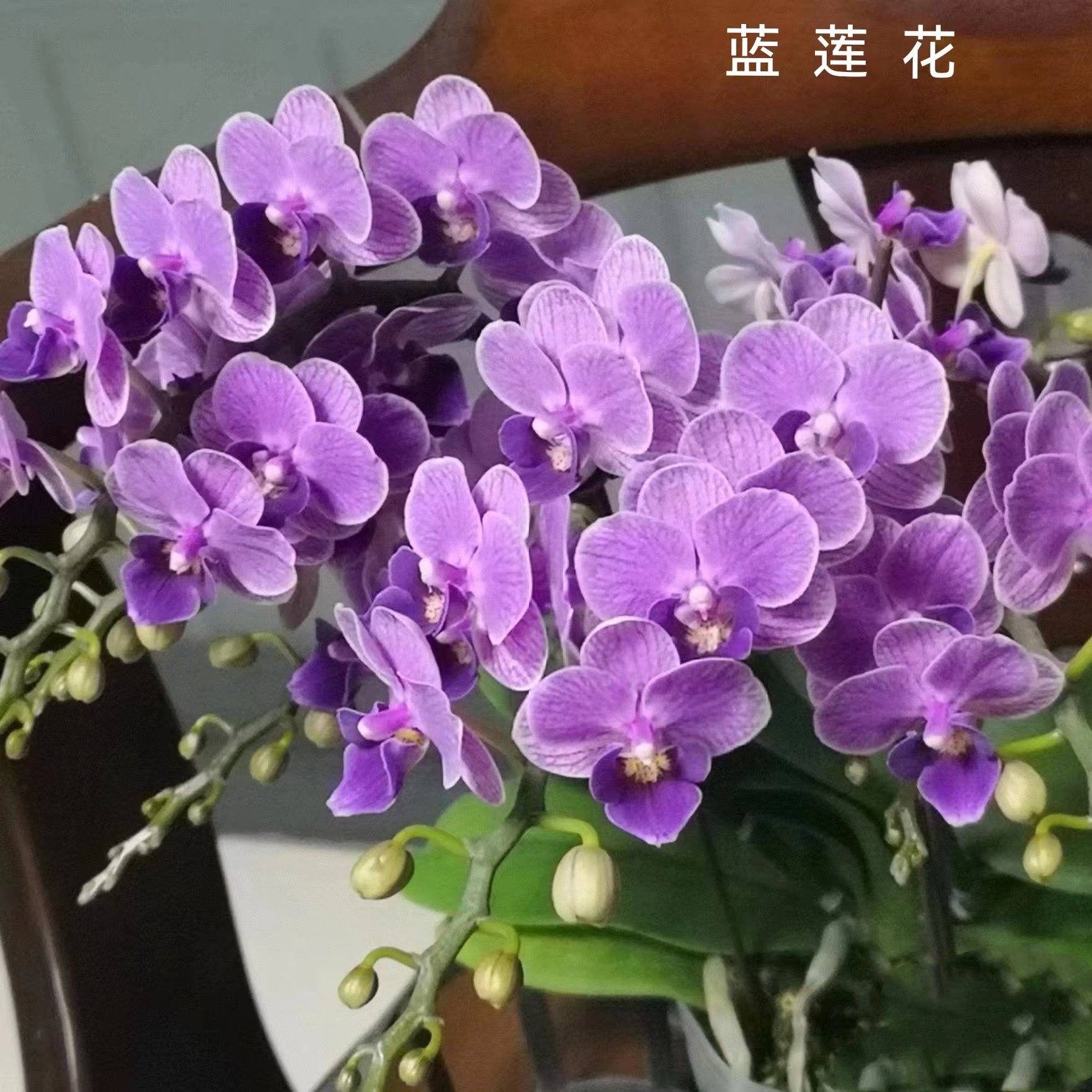3.0寸蓝莲花苗不带花剑微瑕