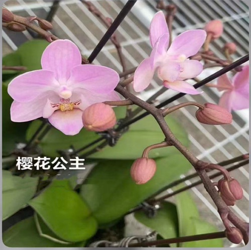 2.8寸樱花公主2花剑花梗微瑕