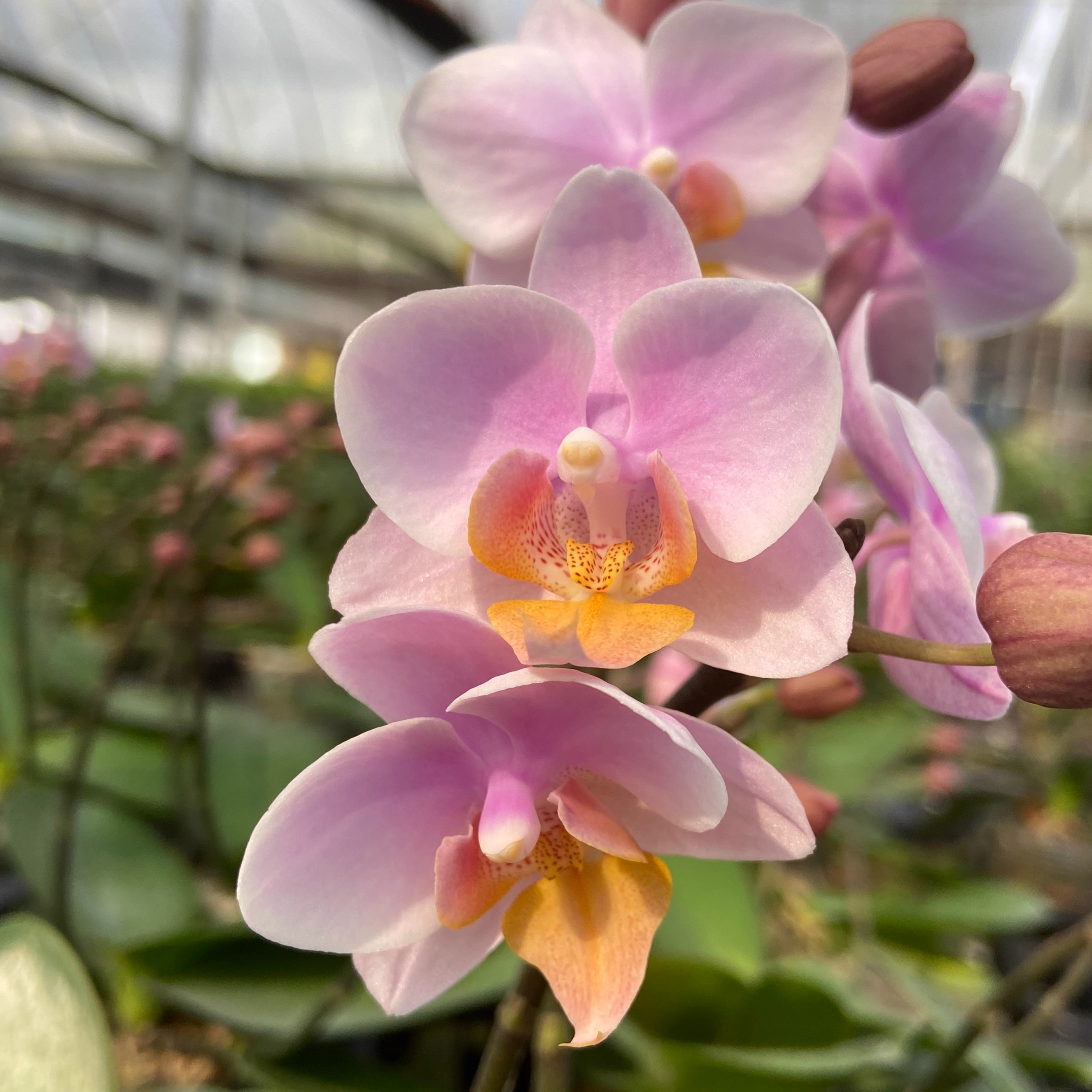 【新品抽梗苗】蝴蝶兰苗正宗对版洋兰花苗绿植盆栽室内办公桌花卉