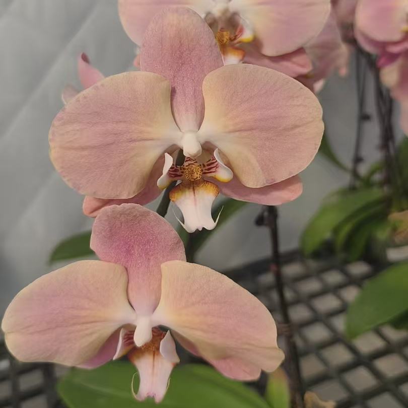 大白纱带花全开瑕疵掉花苞3.0