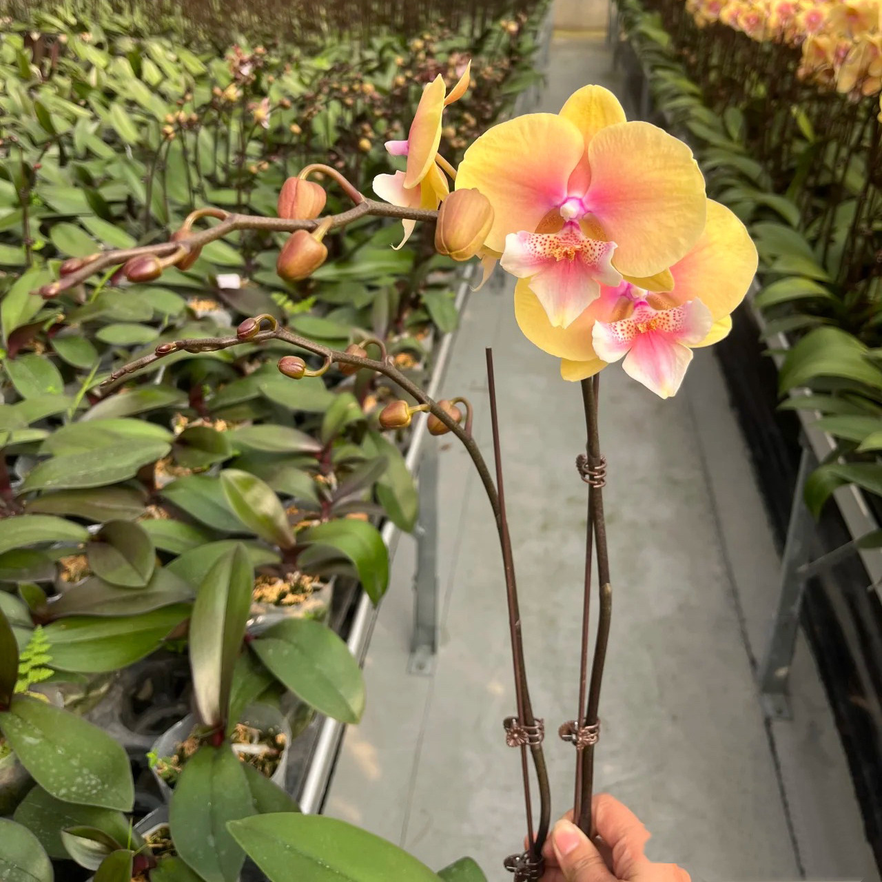 3.0寸黄桃之梦1花剑带小花苞微瑕,鲜花速递/花卉仿真/绿植园艺,国兰/杂交兰/洋兰类,淘宝优惠券,粉丝福利购,淘宝优惠卷