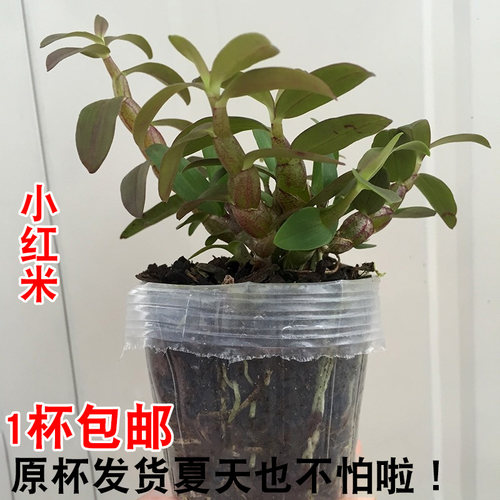 正宗霍山红杆可食用包邮兰花