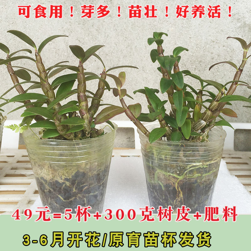 正宗霍山铁皮石斛苗盆栽苗红杆种子雁荡山绿植可食用包邮带杯