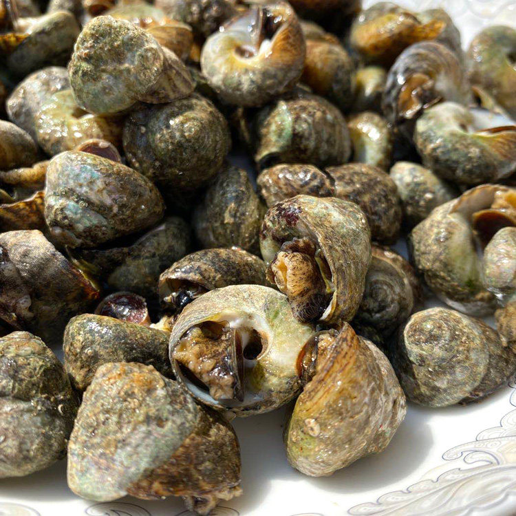 香波螺新鲜 香波罗 香波喽鲜活水产海鲜小吃香螺 海芝麻螺 贝类