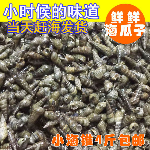 海鲜贝类钉螺威海小螺丝新鲜