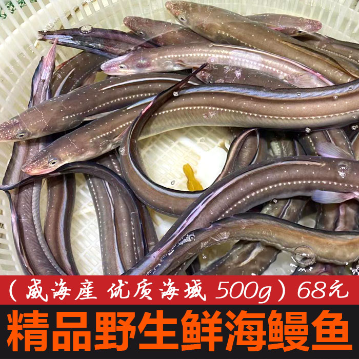 海鳗鱼威海海鲜鲜星鳗鱼