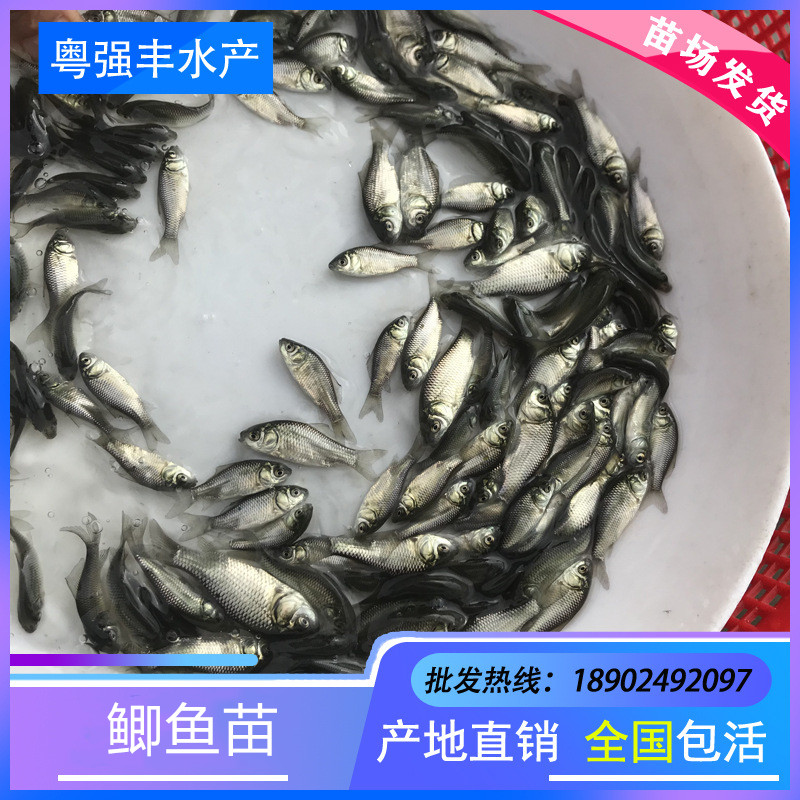淡水异育鲫鱼苗 生长速度快大板鲫供应 优良中科鲫种苗出售包邮|ruв категории животное/Животное питание и принадлежностей, аквариум мира, рыба - от Buy2taobao.com для оказания профессиональной услуги покупки агента Taobao