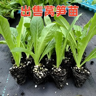 青皮莴笋苗绿皮莴笋莴苣苗正宗绿叶莴笋苗秋冬季 各种菜苗秧苗耐寒