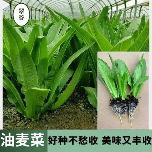 甜香油麦菜秧苗四季清香蔬菜苗庭院露天易种易活带土直发蔬菜苗