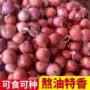 新鲜小洋葱头紫红葱头小香葱头小圆葱生吃小洋葱熬葱油调味卤肉饭