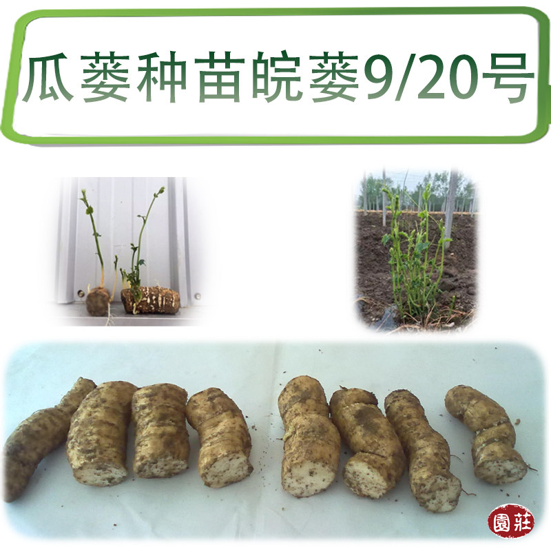 园庄瓜蒌优质瓜蒌种苗瓜篓种子皖蒌9号20号栝楼根种植技术包回收_虎窝淘