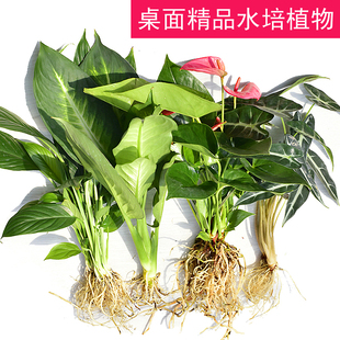 水培植物水生盆栽绿植绿萝龟背春雨白掌花卉净化空气好养