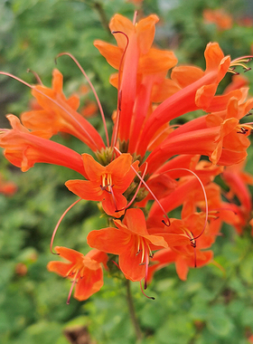 硬骨凌霄橙色粉色花盆栽庭院阳台窗台户外藤本花卉植物大盆花苞多