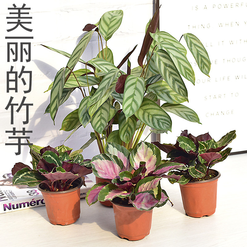 玫瑰竹芋彩虹青苹果七彩天鹅绒孔雀竹芋室内彩叶观叶植物净化空气