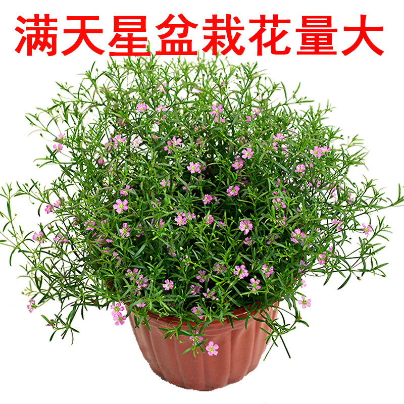 吉普赛满天星盆栽绿植花卉多年生草本庭院阳台丰花垂吊景观植物