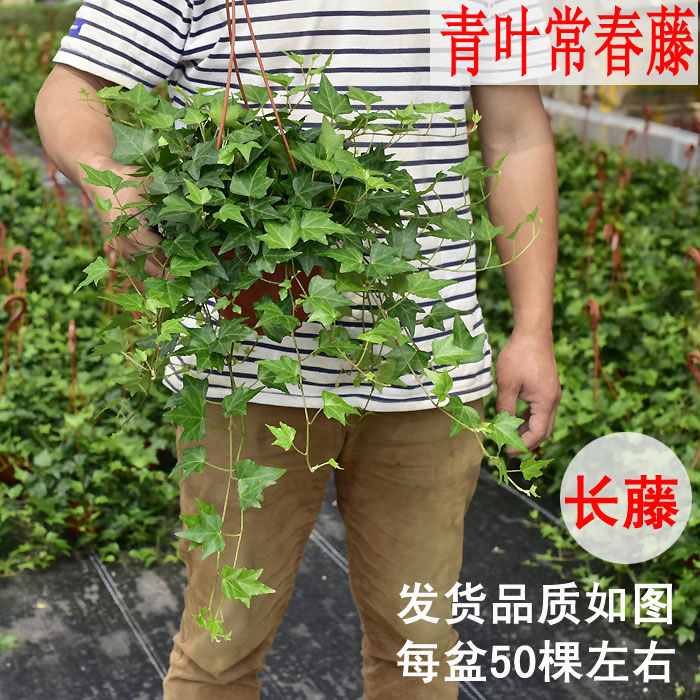 常春藤吊盆盆栽绿植花叶长青藤吊兰植物室内阳台庭院盆栽除甲醛