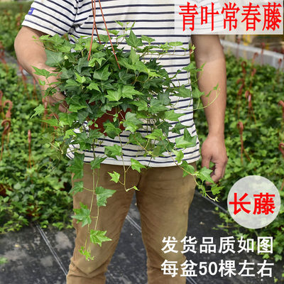 常春藤吊盆绿植花叶阳台