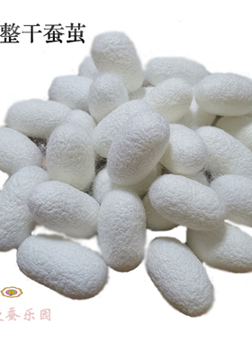 完整天然美容蚕茧美工蚕茧白色茧子彩色蚕茧干茧活蛹茧洁净高品质