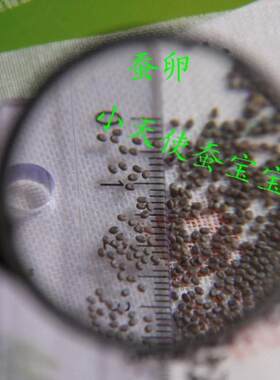 蚕宝宝卵蚕卵蚕子蚕蛋好养抗病包孵化买就送饲养工具养蚕手册