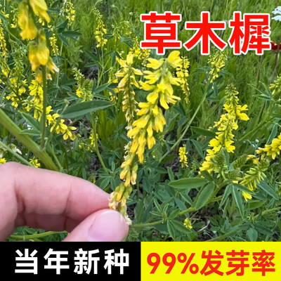 草木樨种子 草木犀 蜜源植物 黄花草 牧草型 绿肥 耐寒耐贫瘠草籽