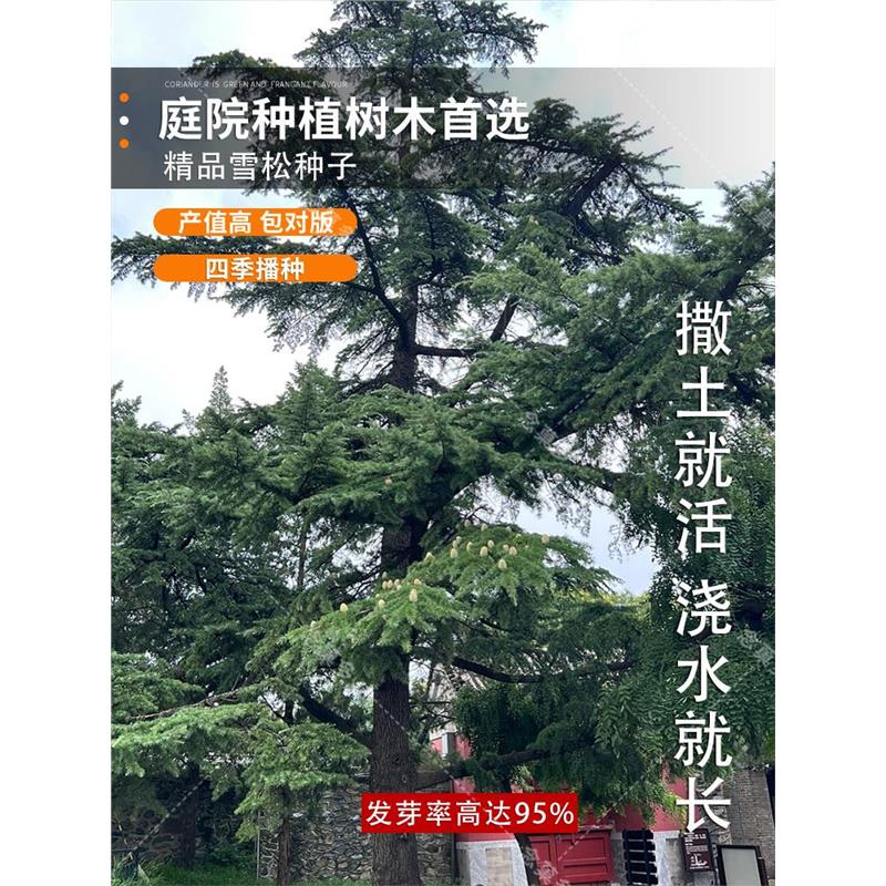 五针松树种子罗汉白皮马尾松黑松印度大阪金钱松华山雪松树籽种子