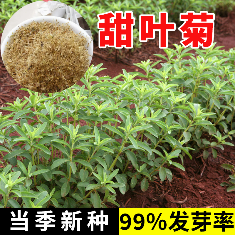 甜叶菊种子甜菊香草 甜菊叶花草茶 阳台花卉四季播种蔬菜种籽