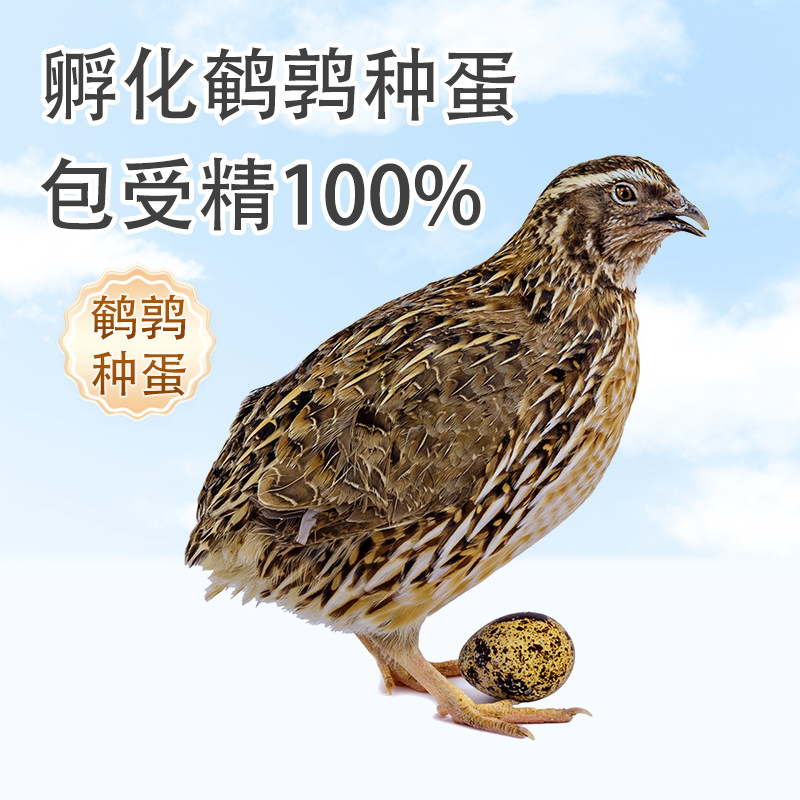 鹌鹑蛋受精种蛋鹌鹑种蛋可孵化受精种蛋孵化蛋新鲜鹌鹑蛋生蛋新鲜