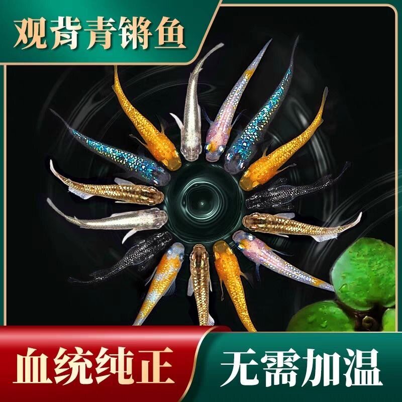 观背青鳉活体冷水鱼 新手好养免加温打氧 古法生态缸小型观赏鱼