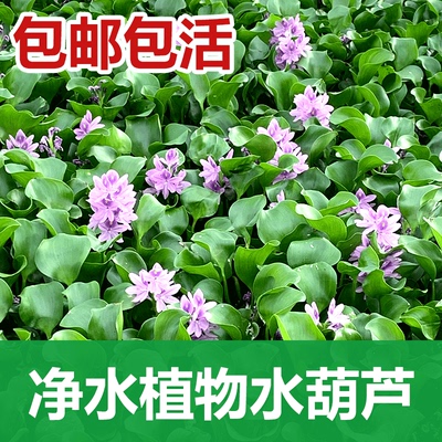 水葫芦水草养鱼虾龟养殖净化水质