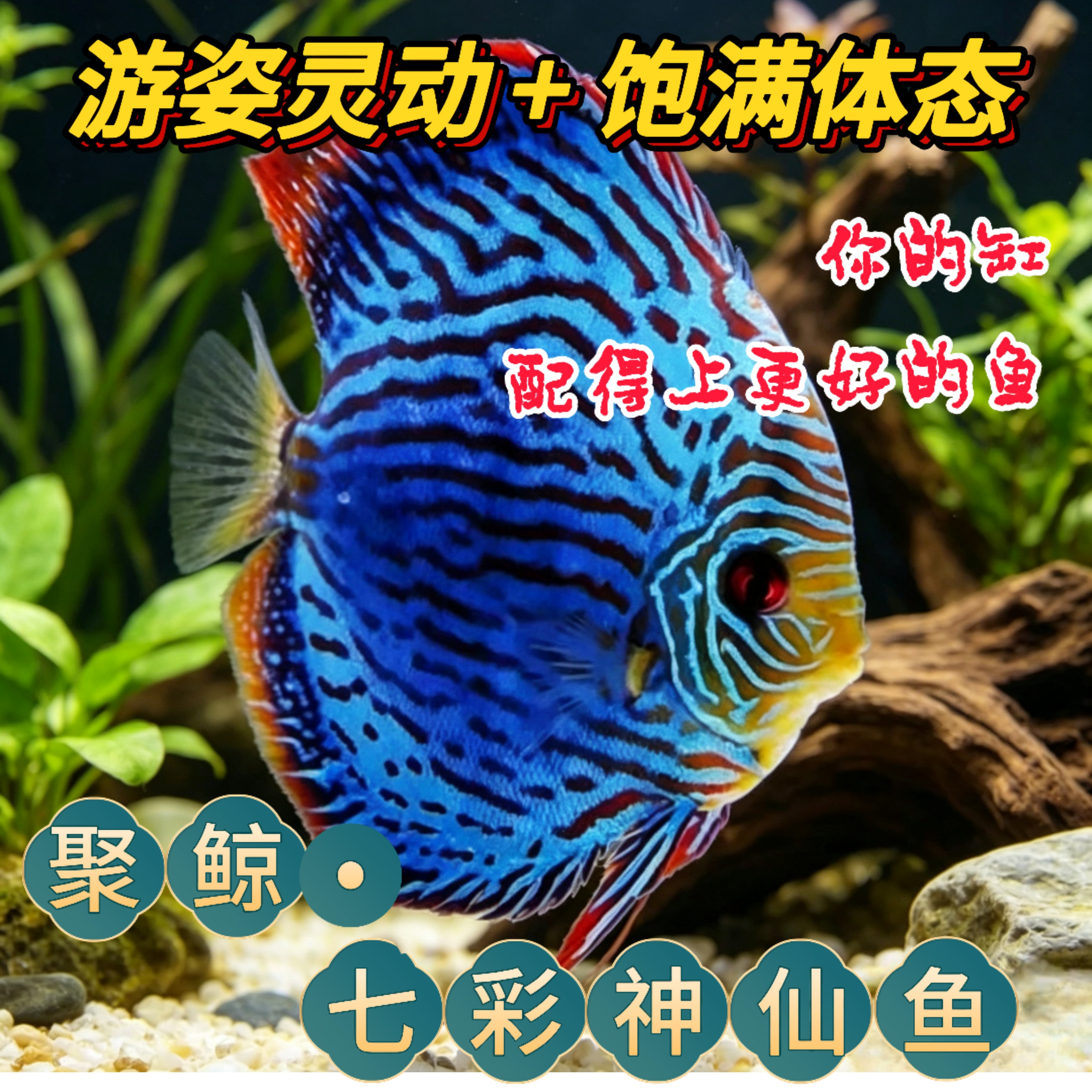 七彩神仙鱼热带淡水观赏中小型活体高品质苗渔场直销好养包损到家
