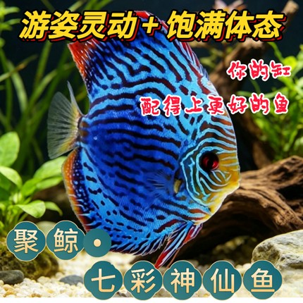 七彩神仙鱼热带淡水观赏中小型活体高品质苗渔场直销好养包损到家