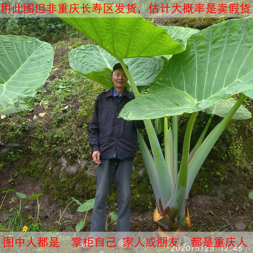 花奴缘　巨型象耳芋大叶热带风情