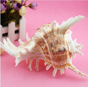 海螺贝壳千手菊花螺家居地台鱼缸装饰水族箱造景摆件