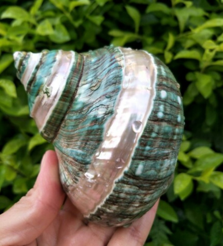 包邮 天然绿蝾螺 超大海螺贝壳 螺贝收藏  家居装饰海洋标本