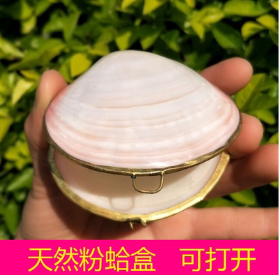 天然海螺贝壳 海星粉蛤盒 收藏饰品 鱼缸造景装饰 精美