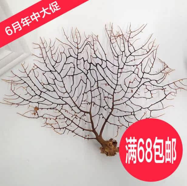 天然海铁树珊瑚树 海底铁树贴墙地台摆件 海螺贝壳 鱼缸装饰造景