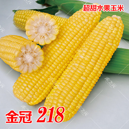 春秋金冠218水果玉米种子生吃超脆超甜非转基因高产审定品种种籽