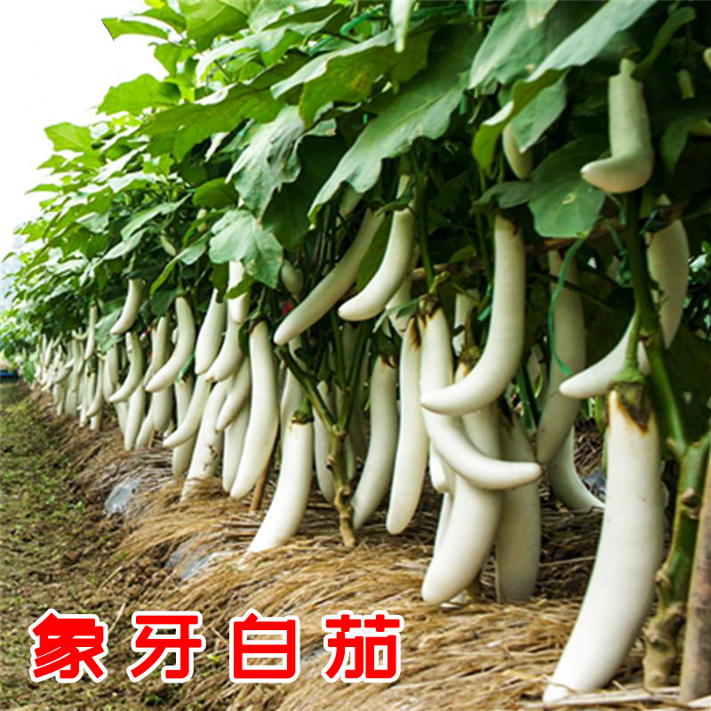 春秋播象牙白茄子种子/种籽 高产长茄 观赏春季四季盆栽蔬菜苗幼