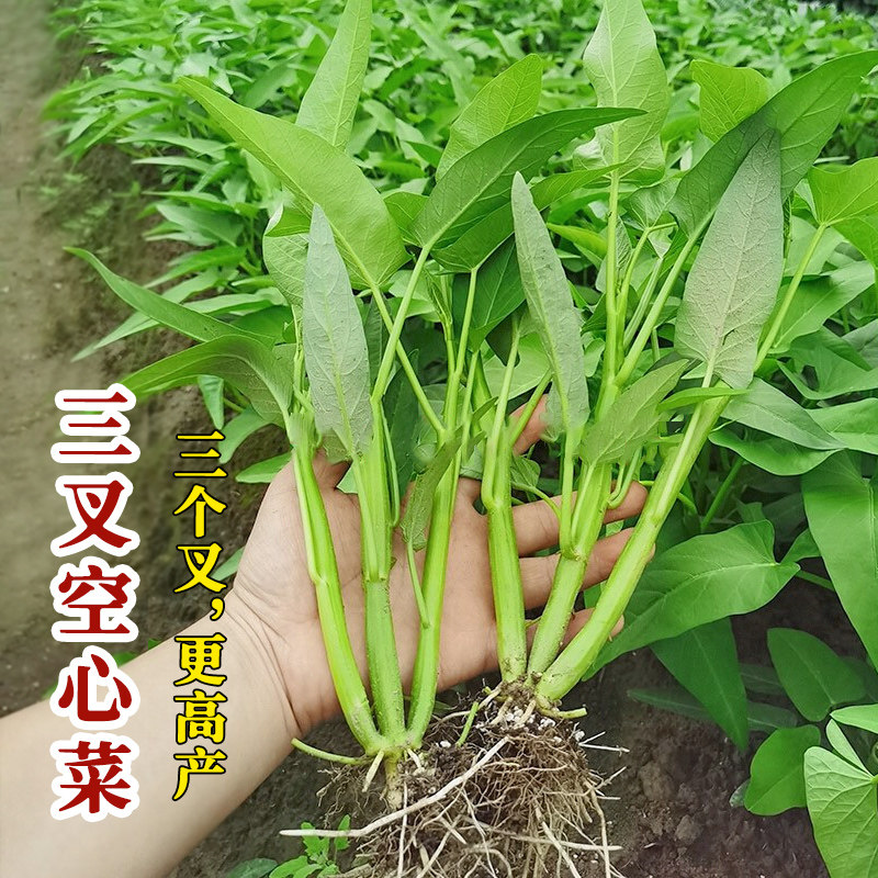 三叉空心菜种子种籽大叶四季盆栽菜籽蔬菜孑籽种菜苗带根秧菜苗