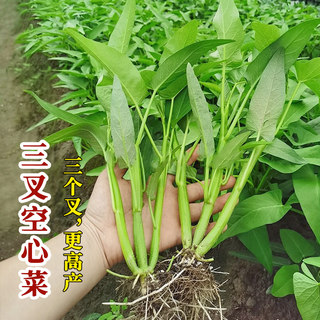 三叉空心菜种子种籽大叶四季盆栽菜籽蔬菜孑籽种菜苗带根秧菜苗