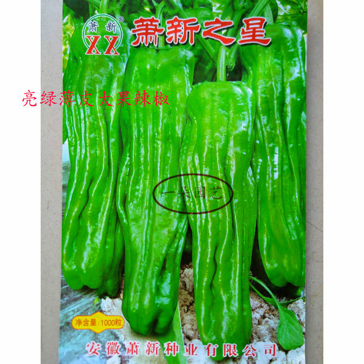 春秋播萧新之星辣椒种籽早熟高产耐低温春秋种植薄皮大果青椒种子