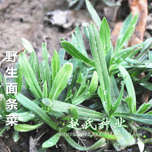 春秋播野生面条菜种子 野菠菜甜甜菜灯笼草兔子头菜 盆栽地栽天然