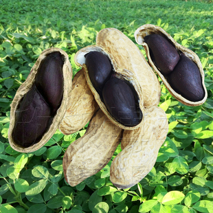 新品黑花生种籽落花生种带壳黑皮富硒新生的黑花生种子春夏季蔬菜