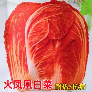 火凤凰白菜种子夏播耐热大白菜种子包心菜饺子菜种子蔬菜种子包邮