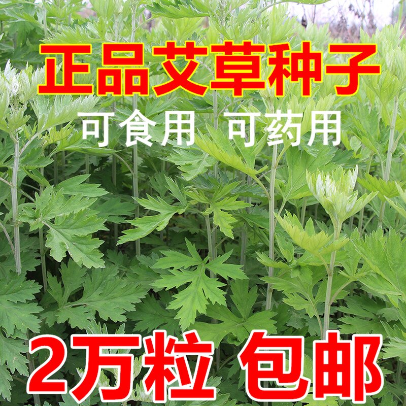 春秋播艾草种籽种植食用艾草种子药用野生艾草种孑大叶艾蒿青蒿四