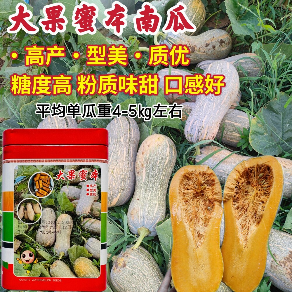 大齐农业大果蜜本南瓜种子粉质味甜口感好南瓜种籽农家春秋季播种